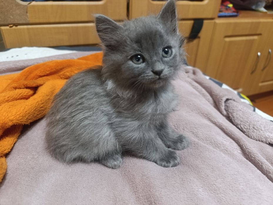 Котики в добрі руки
