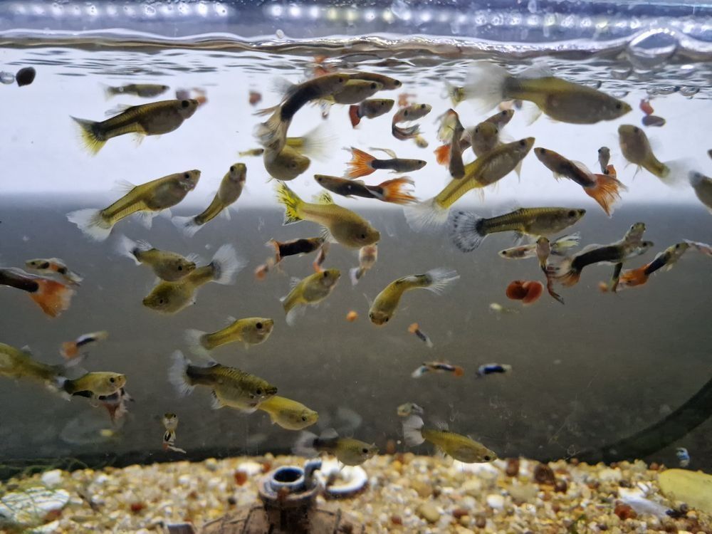Guppies entrego em mãos Coimbra