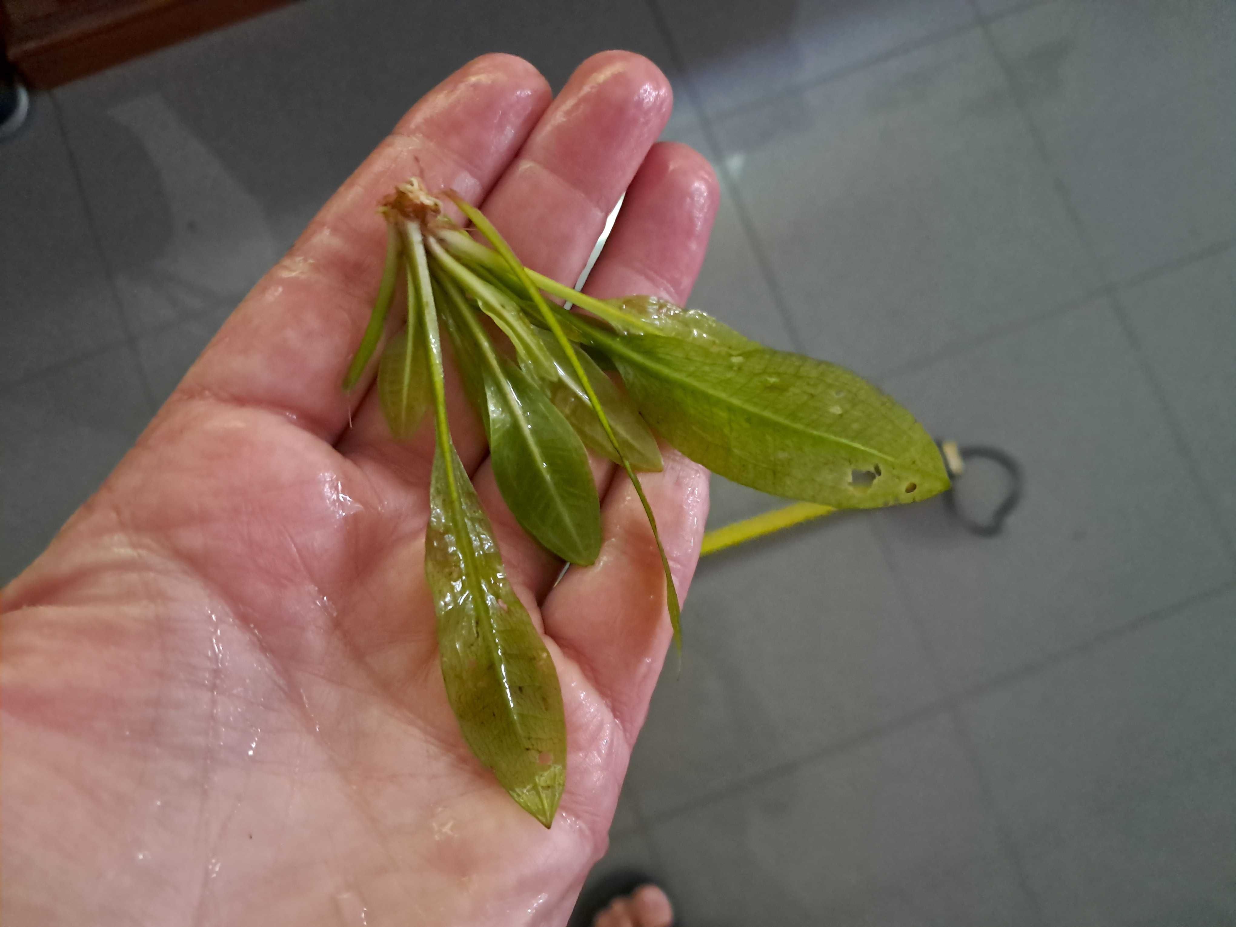 Planta echinodorus número 2