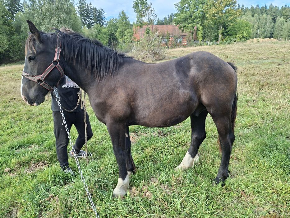 Sprzedam ogierka zimnokrwistego