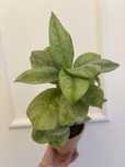 Aglaonema wraz z doniczka roslina doniczkowa