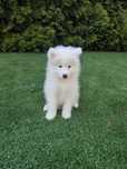 Piękna suczka Samojed