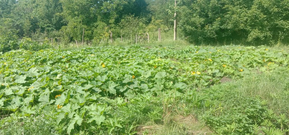 Будинок у селі Самушин