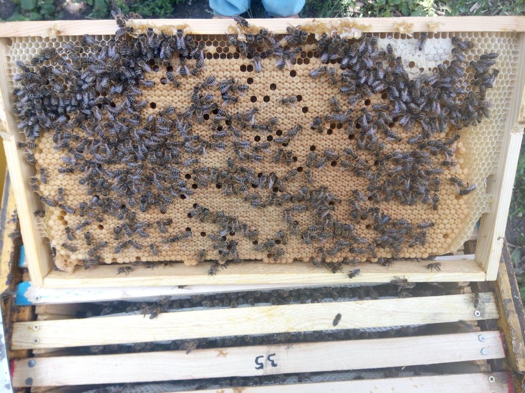 Продам Пчелопакет  Бджолопакети та Бджолосімьї