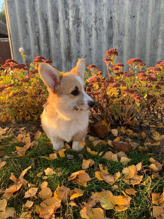 Дівчинка Вельш коргі пемброк