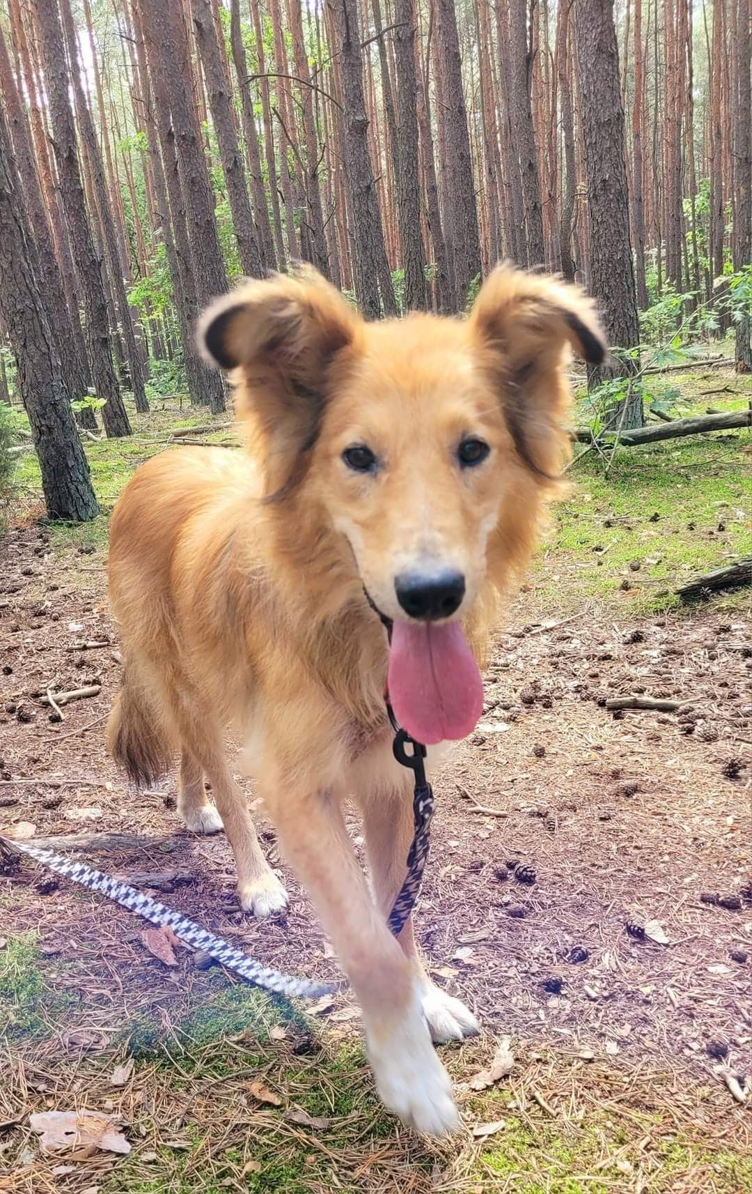 Kastler w typie collie szuka doświadczonego opiekuna.