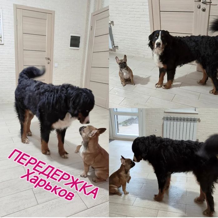 Передержка собак