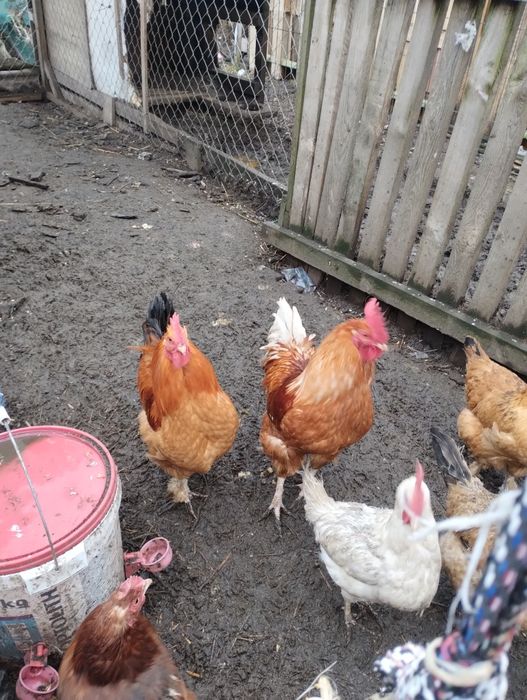 Sprzedam koguta rocznego