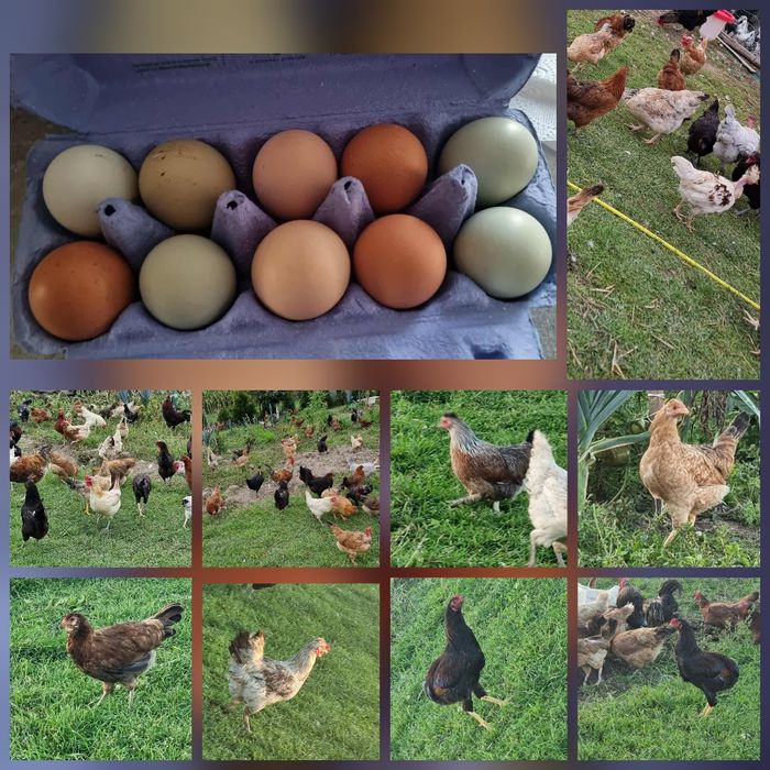 Witam Jajka lęgowe mix kolorów