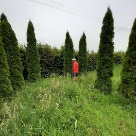 Thuja occidentalis Smaragd, tuja, żywotnik