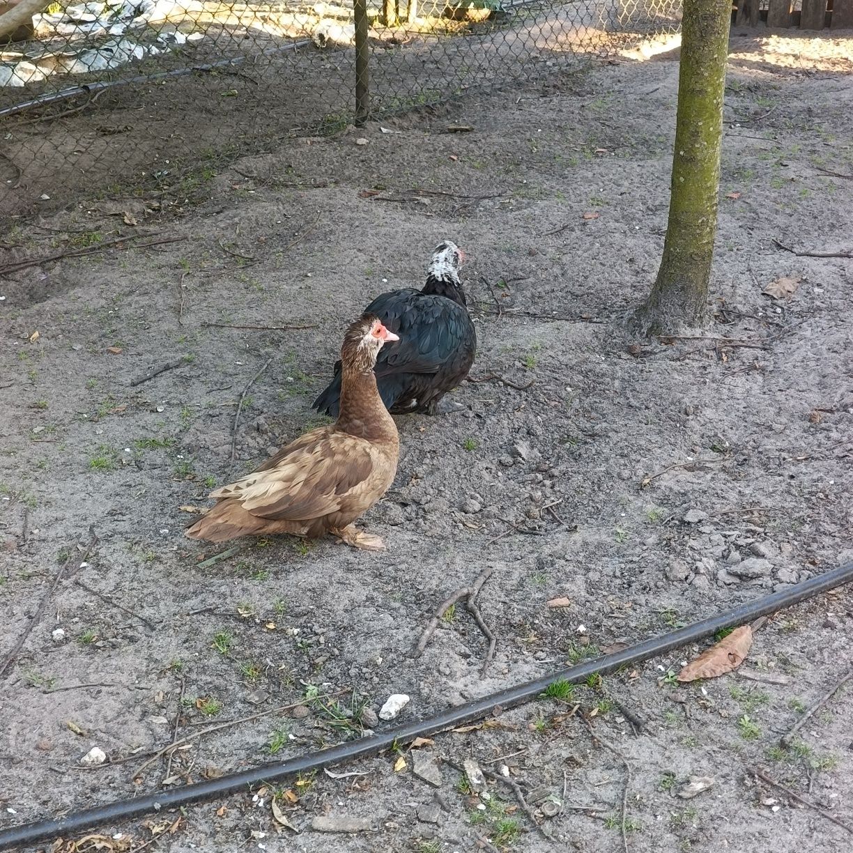 Pato Mudo adulto