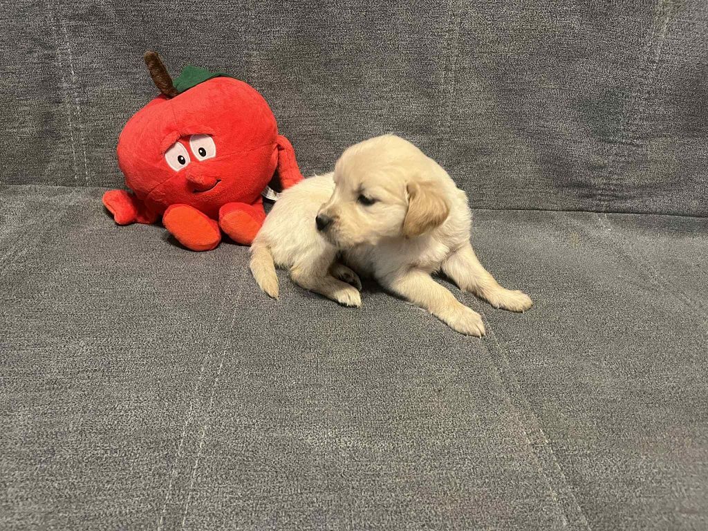 Już do odbioru. Emi suczka Golden Retriever.