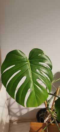 Monstera deliciosa