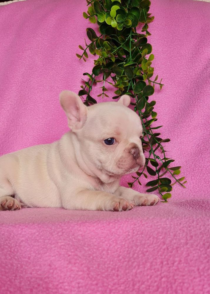 Excecional macho Bulldog/Bouledogue Francês de Qualidade