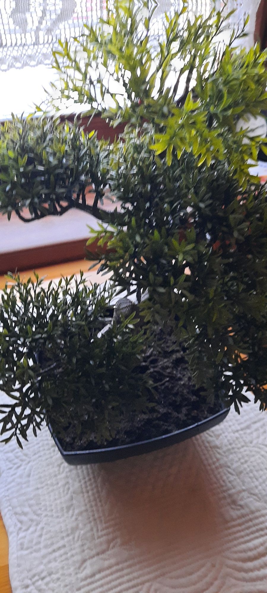 Piekne ozdobne bonsai