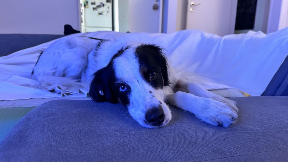 Ziggy - a quem tiver tempo e afeto