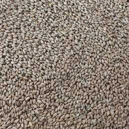 Pszenica workowana ze zbioru 2025 - worek 50kg