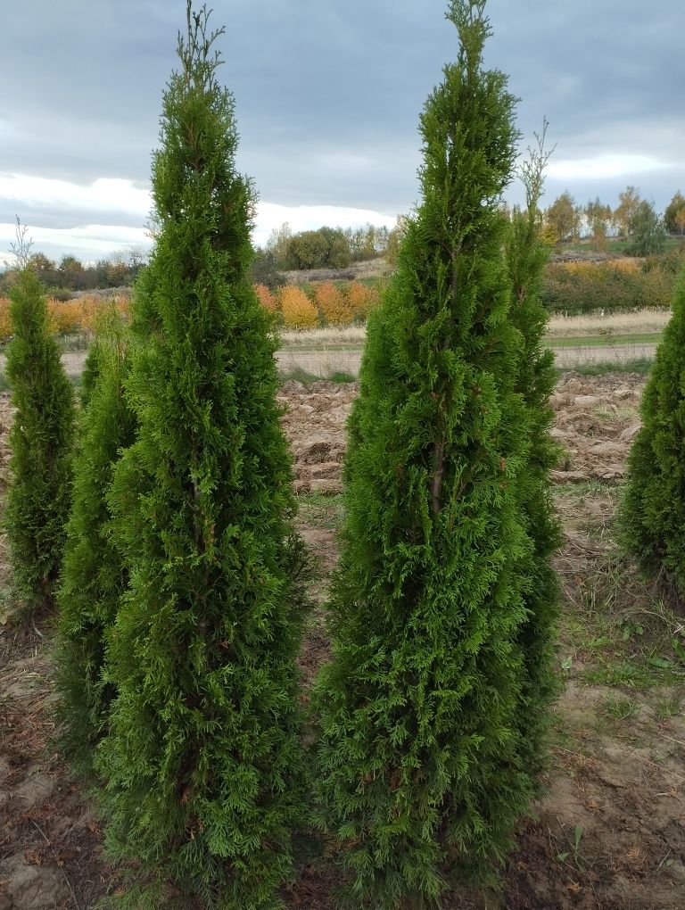 Thuja Szmaragd gęsty 180-200 cm Kraków