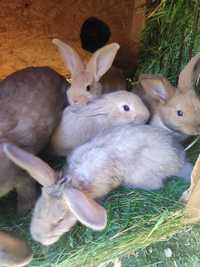 Młode króliki 8-tygodniowe