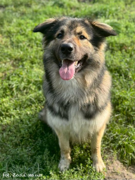 Wulkan energii i wielki Miś - Puszek Okruszek szuka domu - 0325/25