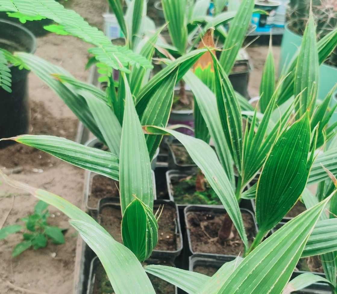 Palma sadzonka waszyngtonia Robusta Filifera idealna na prezent