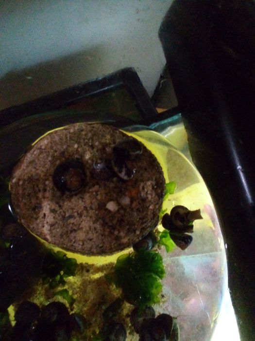 Caramujos / caracóis lindíssimos