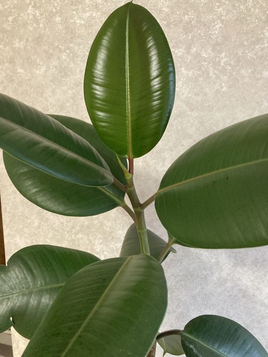 Кімнатні рослини, вазони