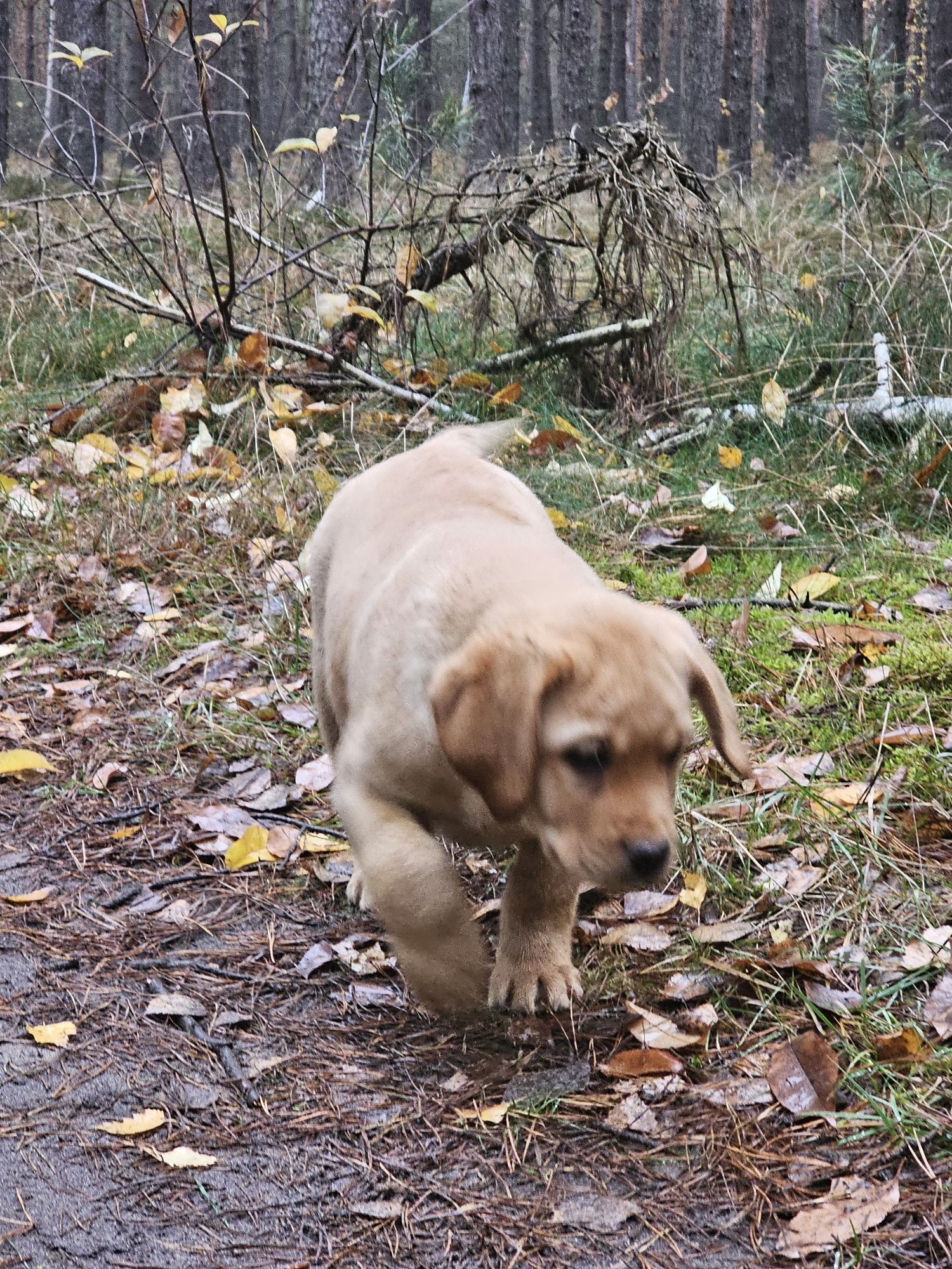 Labrador retriever piesek