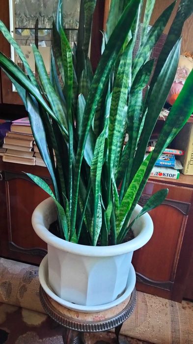 Кімнатні рослини - Sansewieria