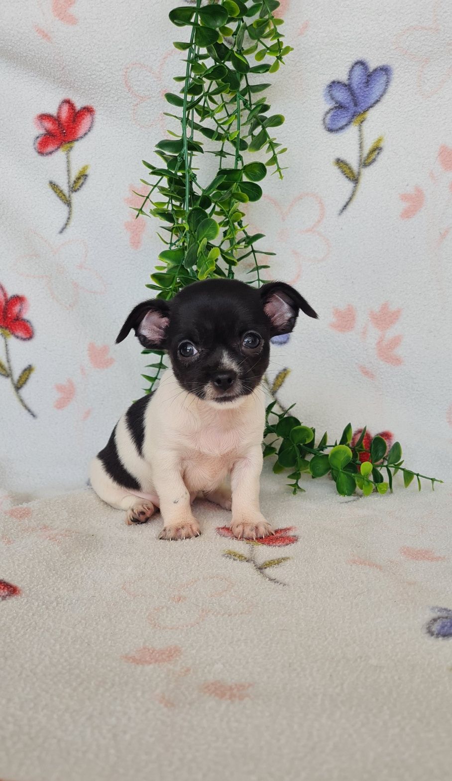 Excecional Chihuahua/Chiuaua LinhagemRussa. Qualidad