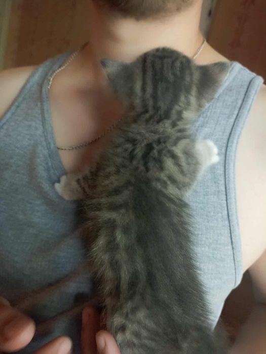 Котята в добрі руки хлопчики та дівчата стерилізація безкоштовна