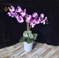 Орхидея, фаленопсис декоративный/ Орхідея декоративна