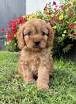 Cavapoo Samczyk hybryda ras