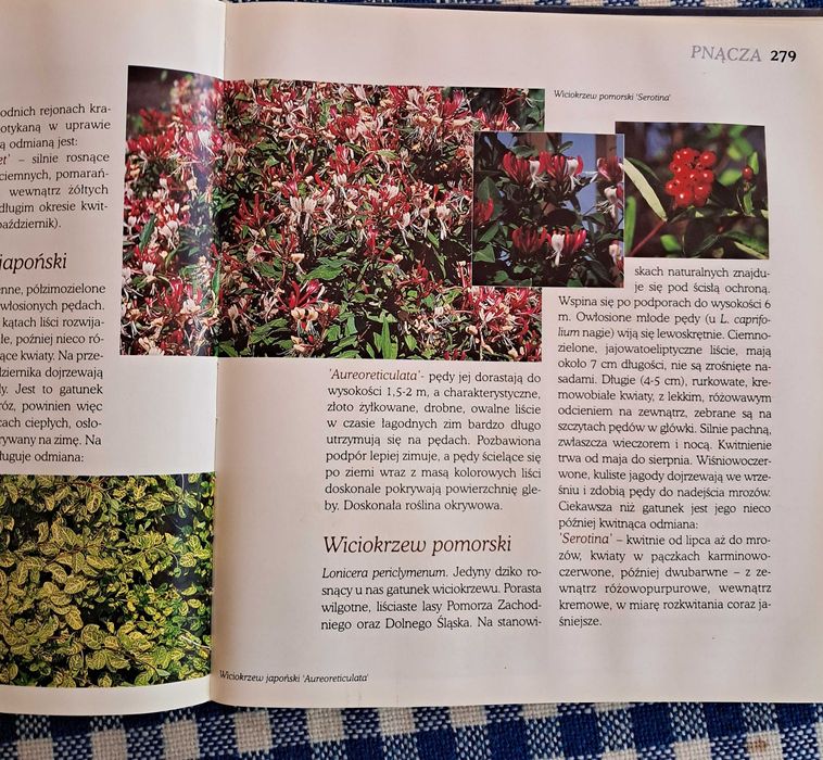 Ozdobne krzewy i pnącza .