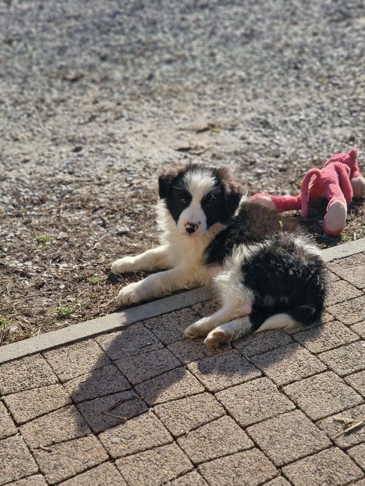 Sprzedam border collie
