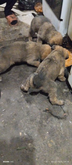 Московська сторожова + Німецька вівчарка