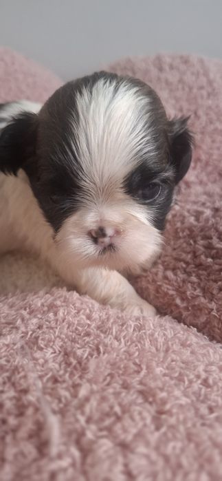 ZAREZERWONANA Sunia rasy shih tzu tricolor