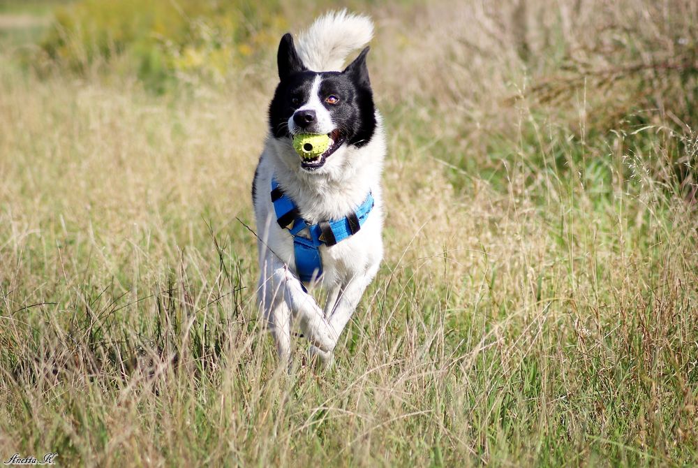 Mizu mix karelskiego psa szuka domu.