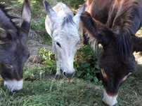 3 burros amigos dóceis