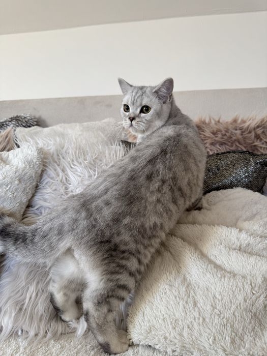 Kocurek brytyjski krótkowłosy srebrny