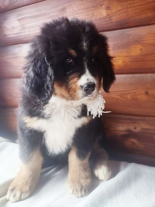 Śliczny Berneński Pies Pasterski !