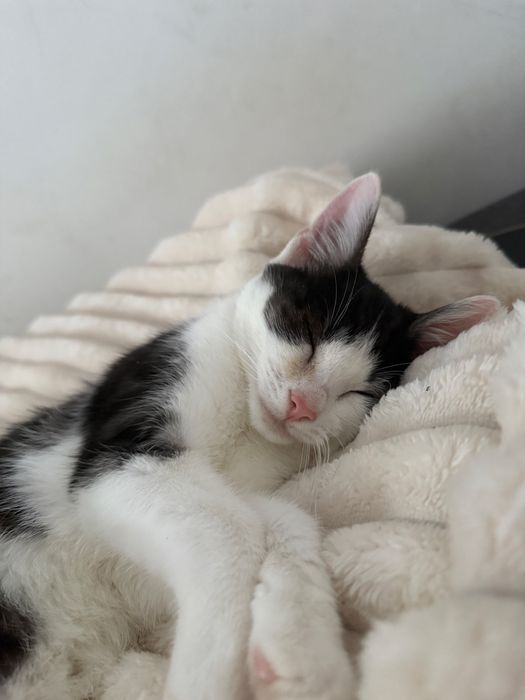 Oddam kotki w dobre rece