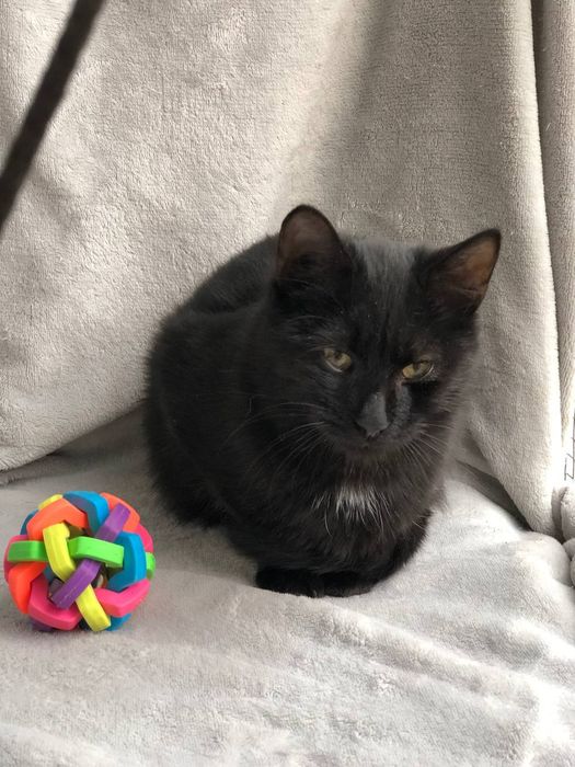 Котик 5 месяцев бесплатно