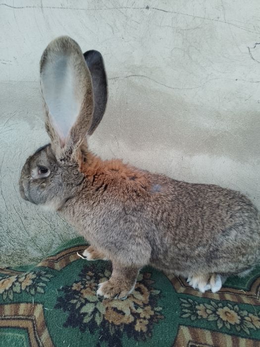 Кролі Фландери Обери