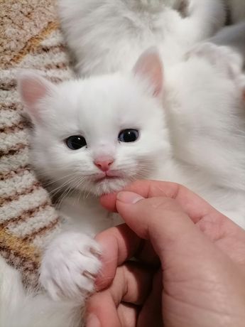 Білі кошенята з різнокольоровими очима!