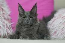 Kocurek maine coon