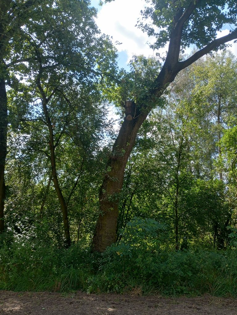 Dęby na pniu, 230 i 250 cm, Kraków
