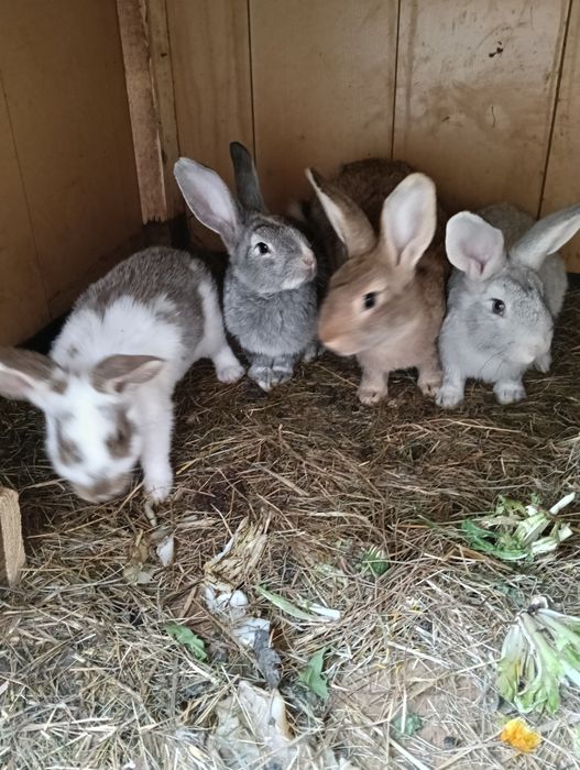 Króliki do sprzedania
