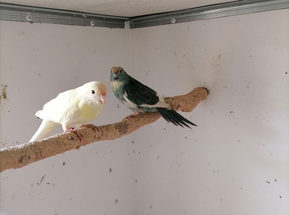 Casal kakarikis macho bege fêmea Azul