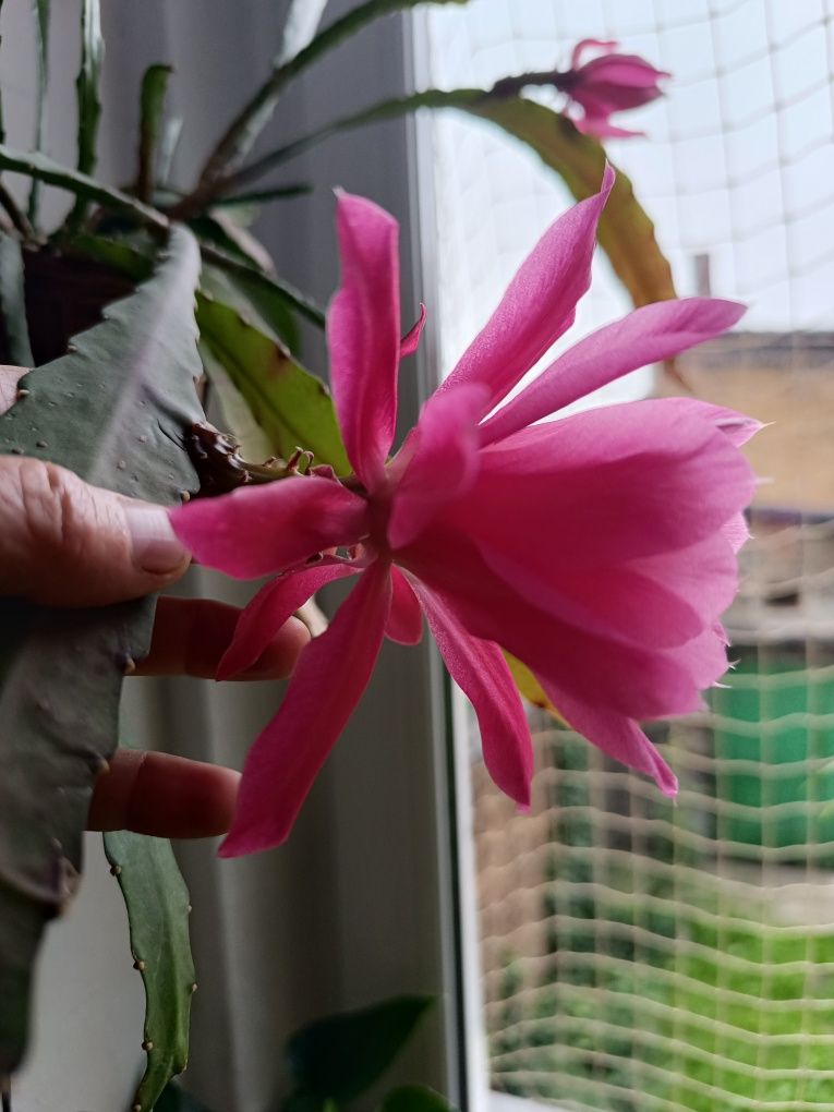 Epiphyllum różowe lub białe królowa jednej nocy.